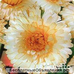 Календула кремовая рассада OG167