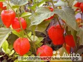 Физалис дессертный рассада