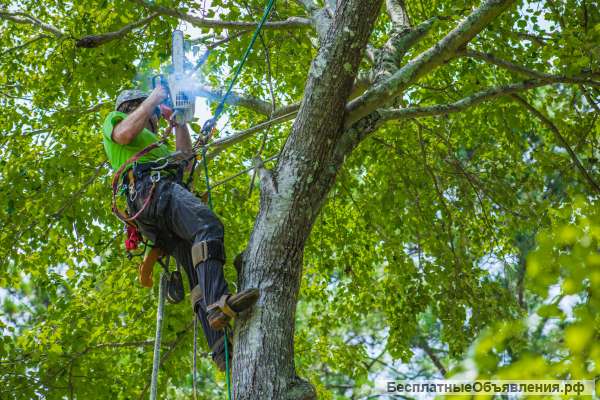 Удаление деревьв