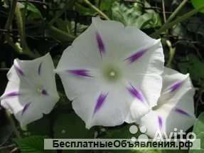 Ипомея млечный путь рассада