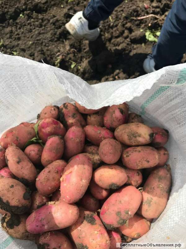 Картофель урожай 2017