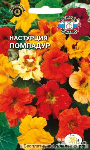 Настурция Помпадур рассада