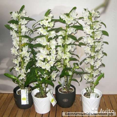 Орхидея дендробиум белый 1,2 ст