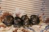 Котята. Шотландской породы.