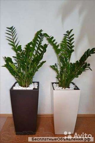 Замиокулькас в лечузе кубико 110 см