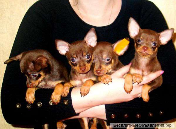 Мини тойчики, шоколадные, РКФ