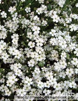 Гипсофила белая, многолетники рассада