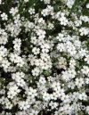 Гипсофила белая, многолетники рассада
