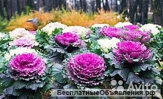 Капуста Токио рассада