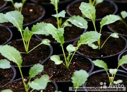 Капуста ранняя, средняя, поздняя рассада