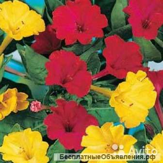 Мирабилис кавалер многолетка