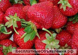Клубника