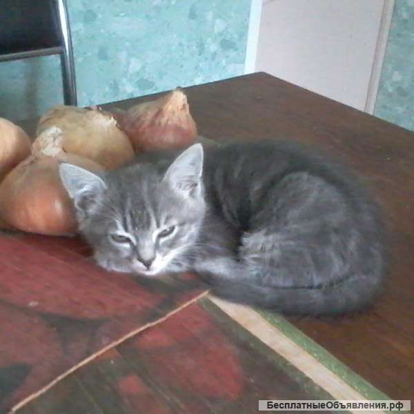 Отдам котят в хоршие руки