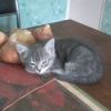 Отдам котят в хоршие руки