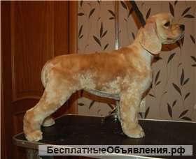 Стрижка собак и кошек