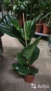 Фикус Лирата 60-70 см
