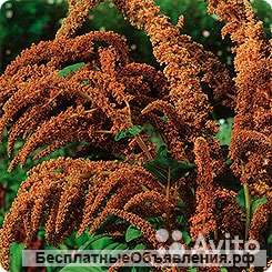 Амарант бронзовый рассада