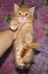 Великолепная девочка Куна -(red silver tabby) ds 22
