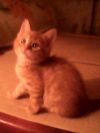 Рыжики-котики