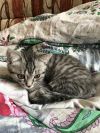 Отдам котёнка
