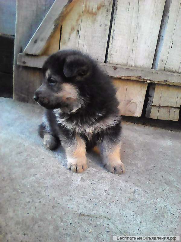 Щенки немецкой овчарки