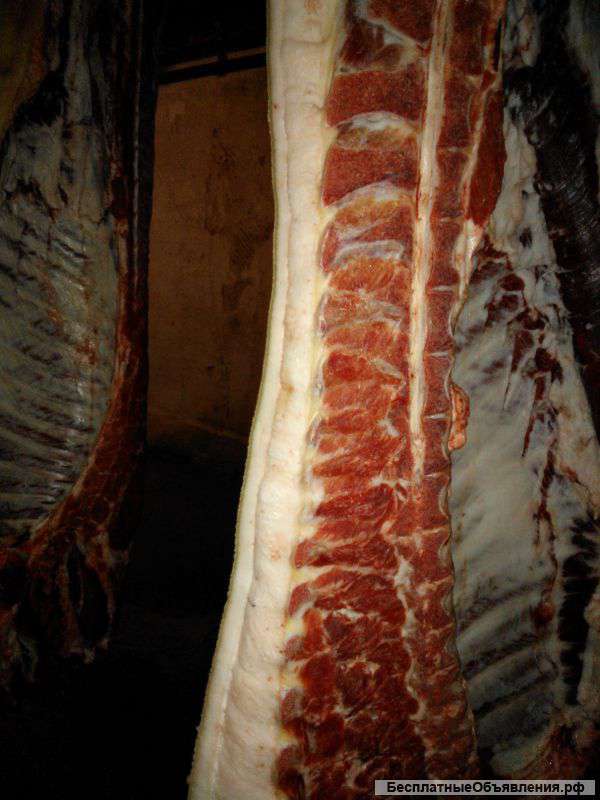 Продаю свинину оптом