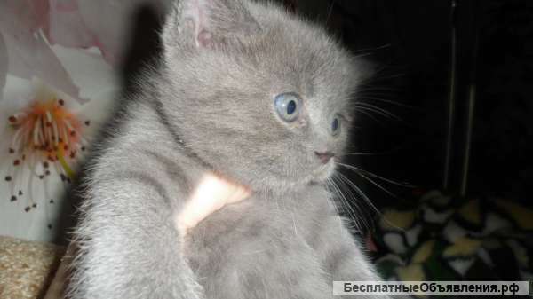 Голубой котенок