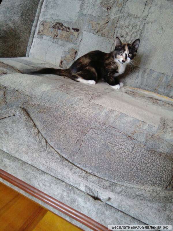Котёнок в хорошие руки