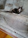 Котёнок в хорошие руки