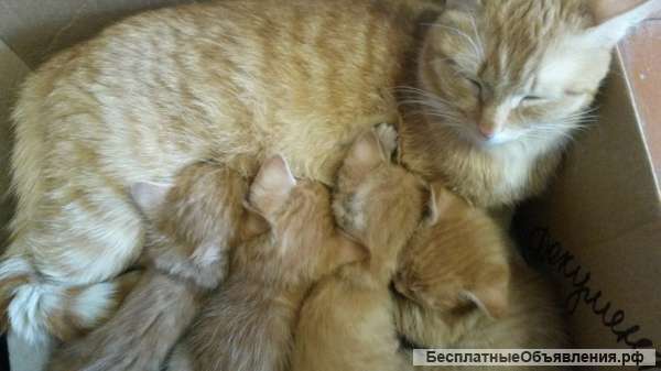 Рыжие котята