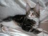 Подрощенные котята
