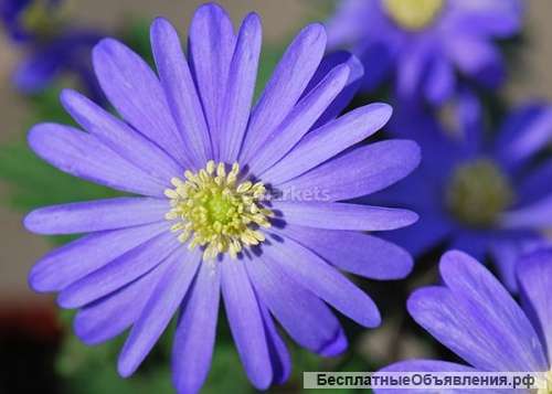 Анемона Блю Шейд луковицы