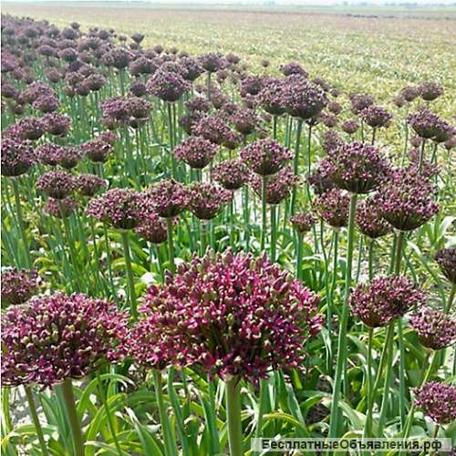 Аллиум, лук декоративный Меджик, луковицы