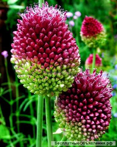 Аллиум, лук декоративный Круглоголовый, луковицы