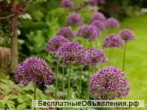 Аллиум, лук декоративный Вайлет Бьюти, луковицы