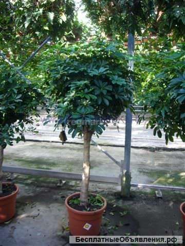 Шеффлера Компакта штамбовая 150-160 см