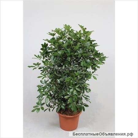 Шеффлера Компакта разветвленная 150-160