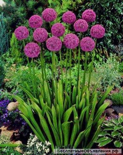 Аллиум афлатунский луковицы