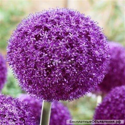 Аллиум Амбасадор, луковицы