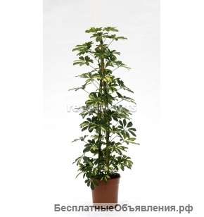 Шеффлера Голд Капелла 3 ствола 80-100 см