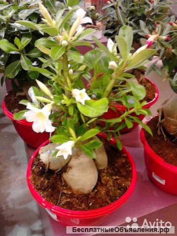 Адениум белый 45/35-40 см