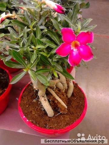 Адениум гибрид 5 суккулент 45/35 см