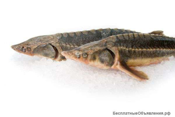 Специальное предложение для ресторанов