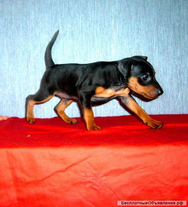 Щенки цвергпинчера  (карликовый пинчер), девочки 2,5 месяца.