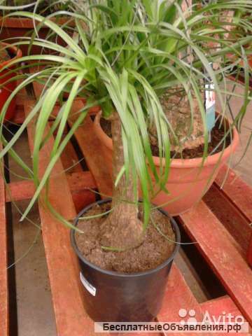 Нолина штамб 40-50 см