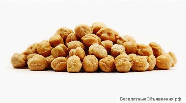 Нут (бараний горох, турецкий горох)