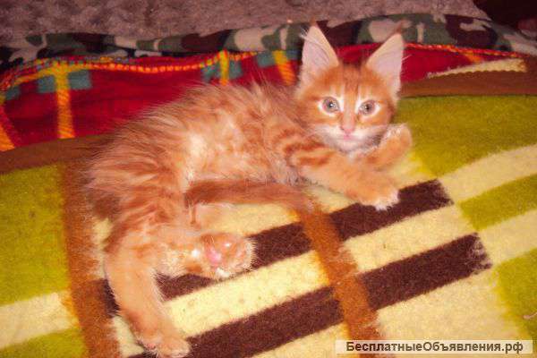 Продажа котят мейн-кун