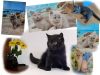 Британские котята лиловые, голубые, черные