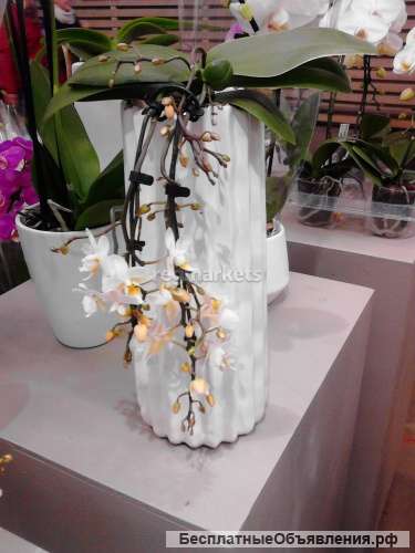 Фаленопсис Виктория водопад в кашпо романтик