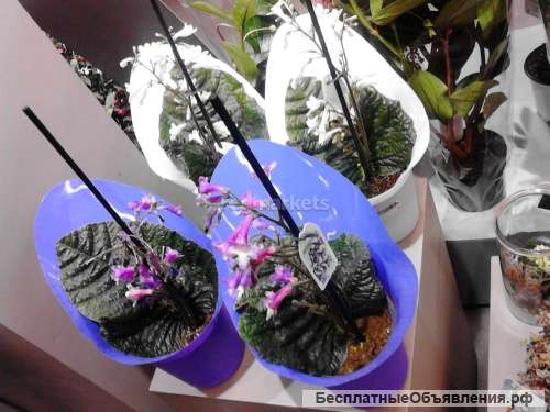 Стрептокарпус Микс